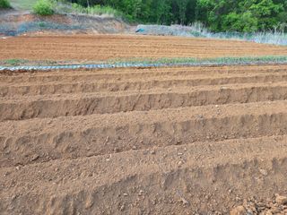 윤석은님의 고구마 · 영농일지 작성글 사진