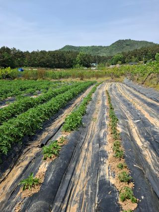 마늘14470님의 감자 · 영농일지 작성글 사진