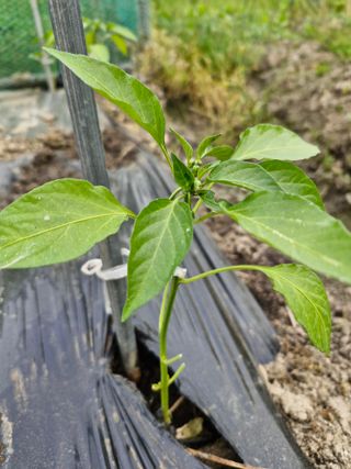 매실향기차향기님의 기타작물 · 영농일지 작성글 사진