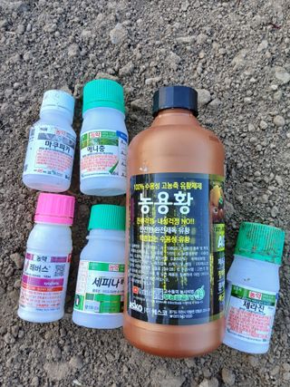 조성민님의 상추 · 영농일지 작성글 사진