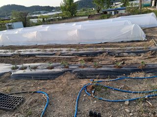 영수농원님의 고추 · 영농일지 작성글 사진