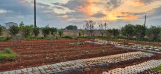 최월숙(왈순아지매)님의 기타작물 · 영농일지 작성글 사진