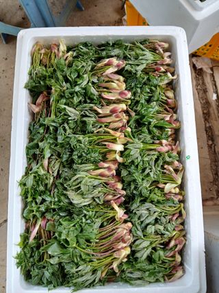 인생은 소풍처럼~님의 기타작물 · 영농일지 작성글 사진