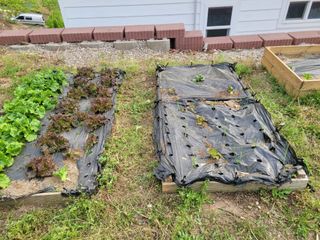 화양초보님의 고추 · 영농일지 작성글 사진