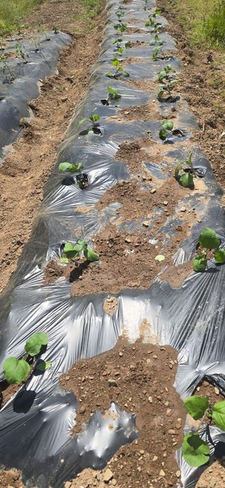 돌복숭아님의 기타작물 · 영농일지 작성글 사진