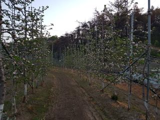 의성,군위 나상덕님의 기타작물 · 영농일지 작성글 사진