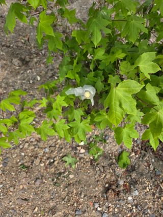 김용대님의 기타작물 · 영농일지 작성글 사진