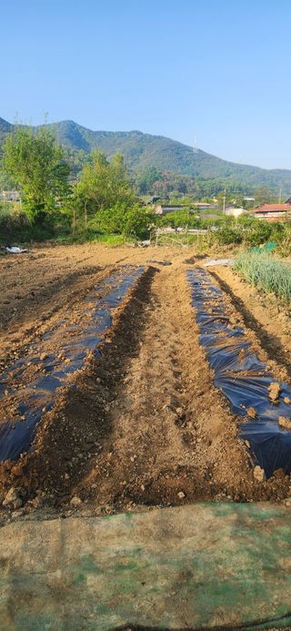 김순섭님의 기타작물 · 영농일지 작성글 사진