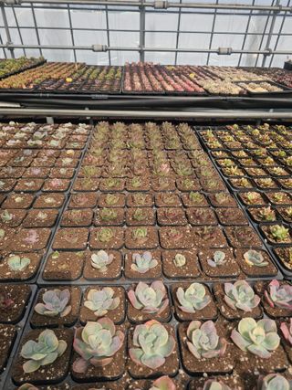 신상섭님의 기타작물 · 영농일지 작성글 사진