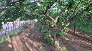 장원팜님의 배 · 영농일지 작성글 사진