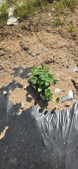 돌복숭아님의 작성글 사진