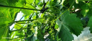 서대산향수님의 포도 · 영농일지 작성글 사진