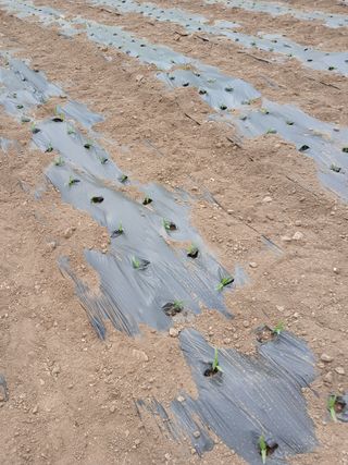 김성님의 기타작물 · 영농일지 작성글 사진
