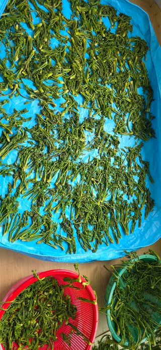 포르단밤22361님의 기타작물 · 영농일지 작성글 사진