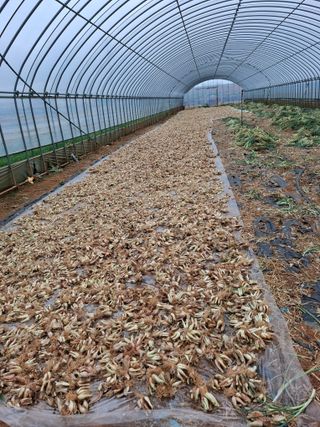 결단이님의 기타작물 · 영농일지 작성글 사진