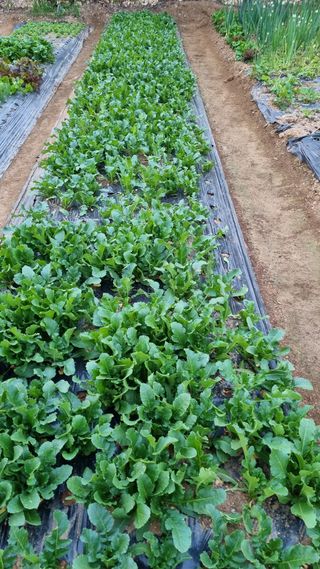 김지철님의 기타작물 · 영농일지 작성글 사진