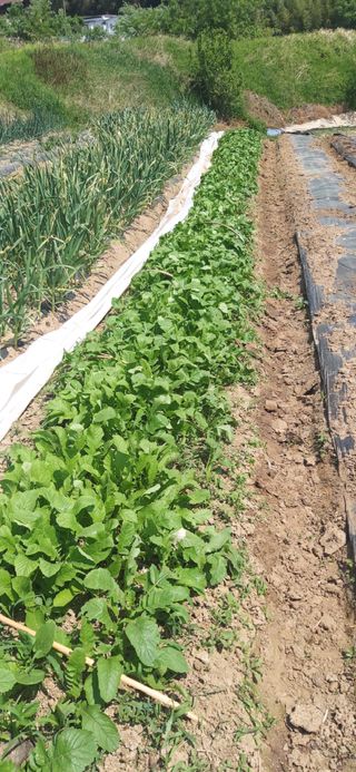 정진근 님의 기타작물 · 영농일지 작성글 사진