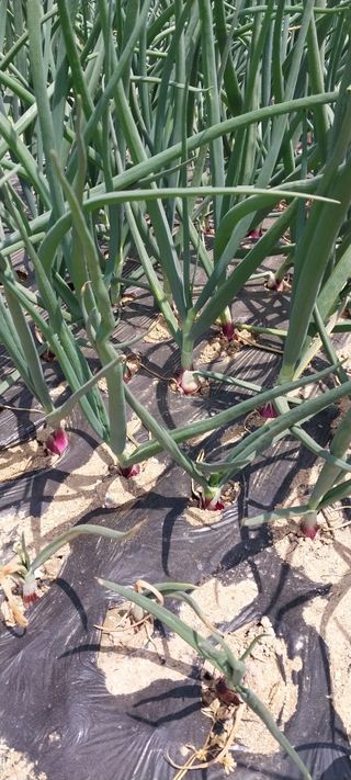 주말 농원(이시원)님의 기타작물 · 영농일지 작성글 사진