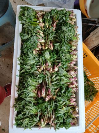 인생은 소풍처럼~님의 기타작물 · 영농일지 작성글 사진