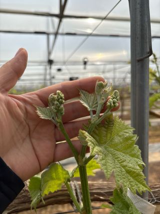 송채은님의 포도 · 영농일지 작성글 사진