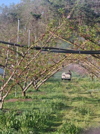 백운농원 님의 복숭아 · 영농일지 작성글 사진