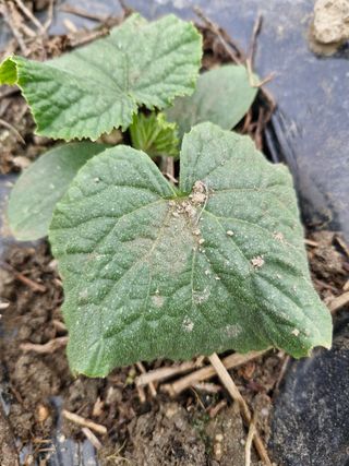 매실향기차향기님의 기타작물 · 영농일지 작성글 사진