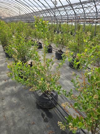 축복농장님의 기타작물 · 영농일지 작성글 사진