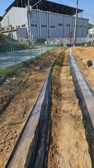 이순정님의 고구마 · 영농일지 작성글 사진