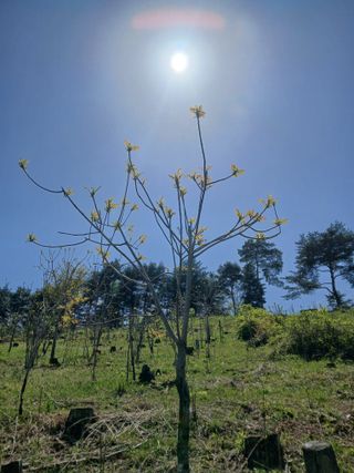 인생은 소풍처럼~님의 기타작물 · 영농일지 작성글 사진
