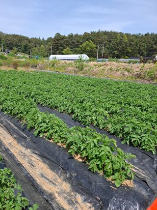 마늘14470님의 감자 · 영농일지 작성글 사진