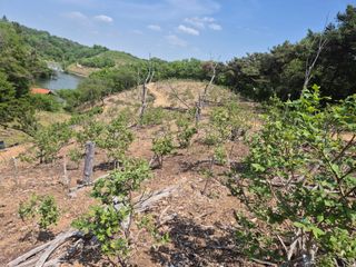 최진일님의 블루베리 · 영농일지 작성글 사진