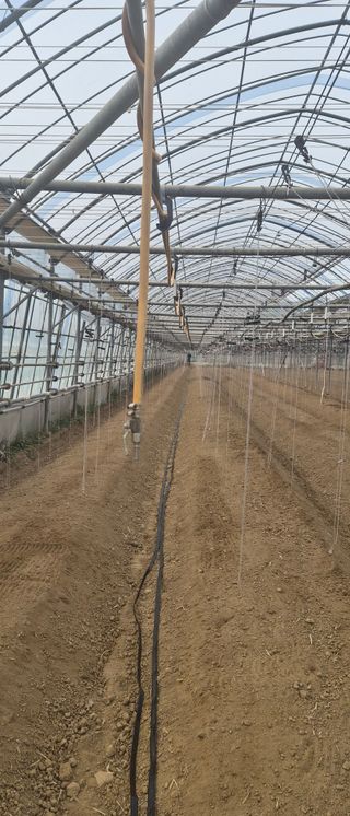 김명숙님의 오이 · 영농일지 작성글 사진