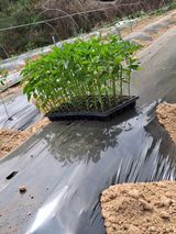 이.일신.꽃분아빠님의 작성글 사진