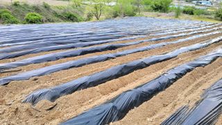 정태운님의 옥수수 · 영농일지 작성글 사진