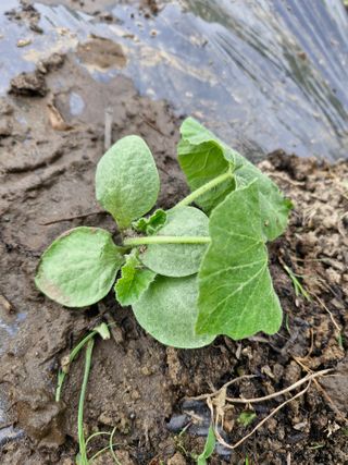 매실향기차향기님의 기타작물 · 영농일지 작성글 사진