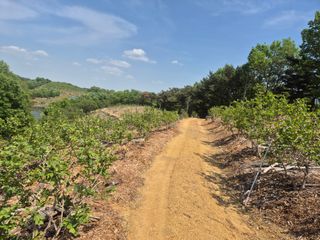 최진일님의 블루베리 · 영농일지 작성글 사진