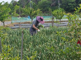 초연동행님의 복숭아 · 영농일지 작성글 사진