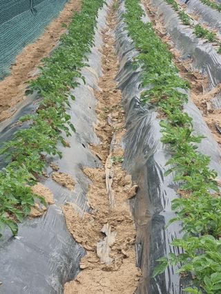 노천호 님의 감자 · 영농일지 작성글 사진