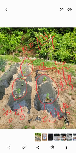 화양초보님의 고추 · 영농일지 작성글 사진