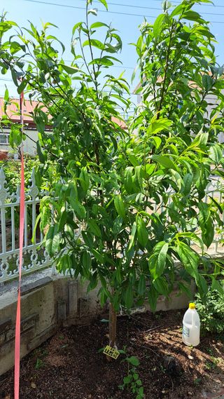 주윤발이님의 복숭아 · 영농일지 작성글 사진