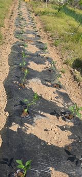 돌복숭아님의 작성글 사진