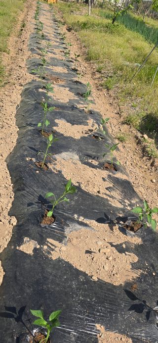 돌복숭아님의 기타작물 · 영농일지 작성글 사진