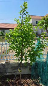 주윤발이님의 작성글 사진