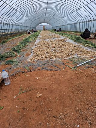 결단이님의 기타작물 · 영농일지 작성글 사진