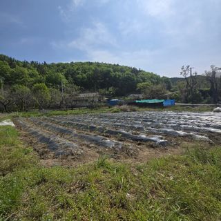 동동예행복농장님의 기타작물 · 영농일지 작성글 사진