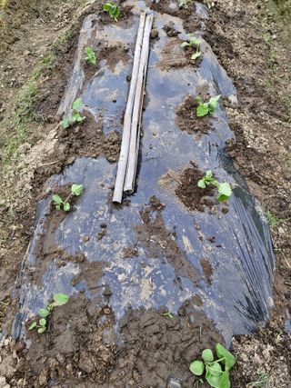 매실향기차향기님의 기타작물 · 영농일지 작성글 사진