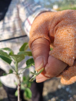님의 기타작물 · 영농일지 작성글 사진