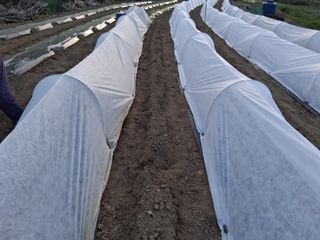 영수농원님의 고추 · 영농일지 작성글 사진