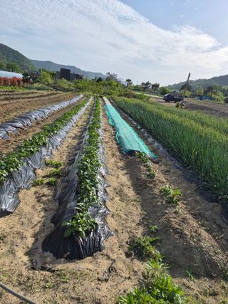 김영숙님의 감자 · 영농일지 작성글 사진