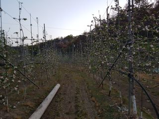의성,군위 나상덕님의 기타작물 · 영농일지 작성글 사진
